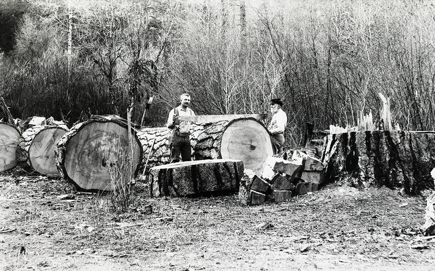 Men sawing logs