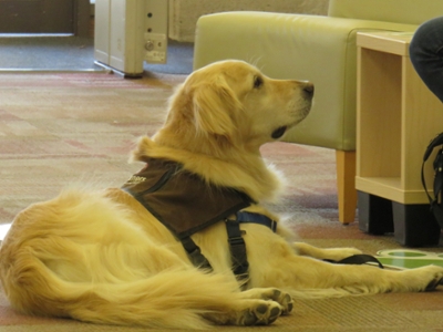 service dog in Mansfield Library